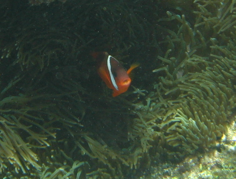 Fiji-Snorkeling-Underwater-Pictures-Amunuca-Resort-054