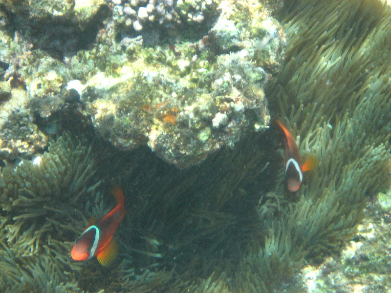 Fiji-Snorkeling-Underwater-Pictures-Amunuca-Resort-055