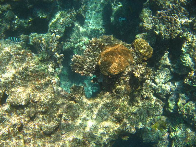 Fiji-Snorkeling-Underwater-Pictures-Amunuca-Resort-057