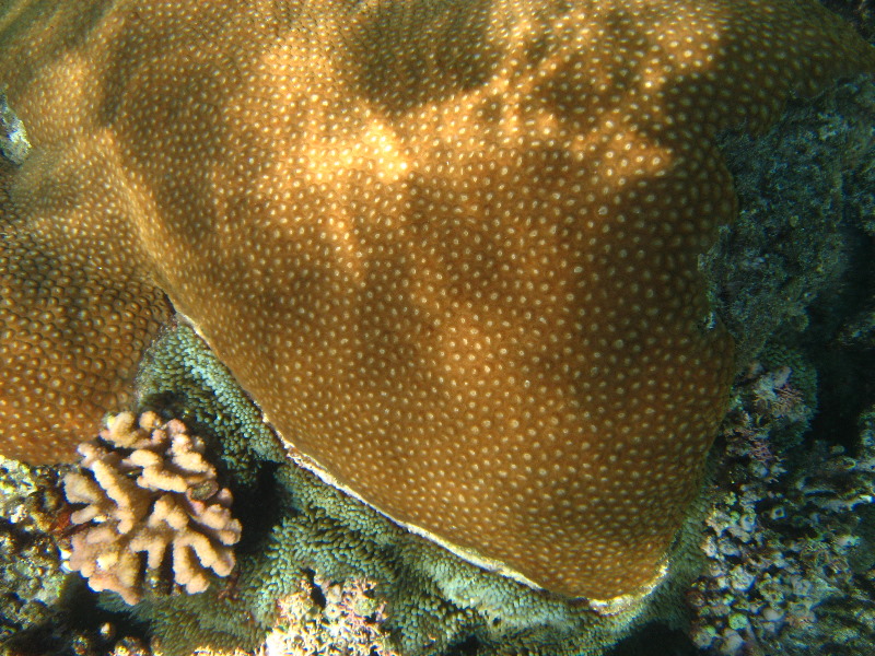 Fiji-Snorkeling-Underwater-Pictures-Amunuca-Resort-059