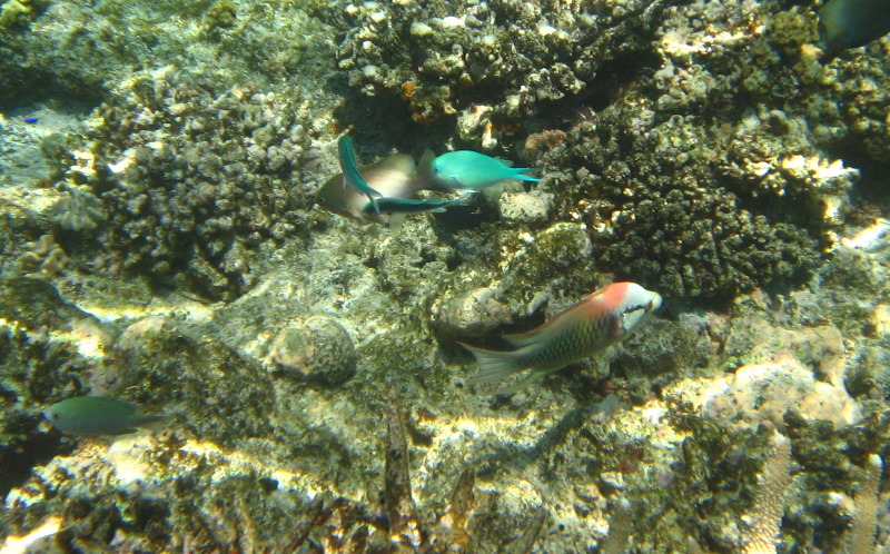 Fiji-Snorkeling-Underwater-Pictures-Amunuca-Resort-060