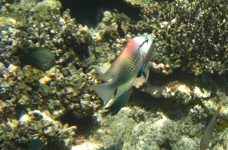 Fiji-Snorkeling-Underwater-Pictures-Amunuca-Resort-061