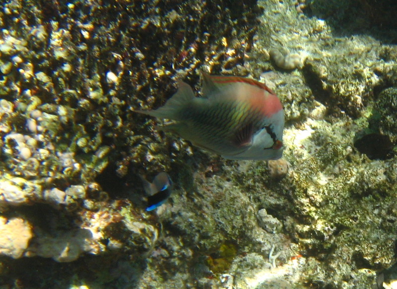 Fiji-Snorkeling-Underwater-Pictures-Amunuca-Resort-063