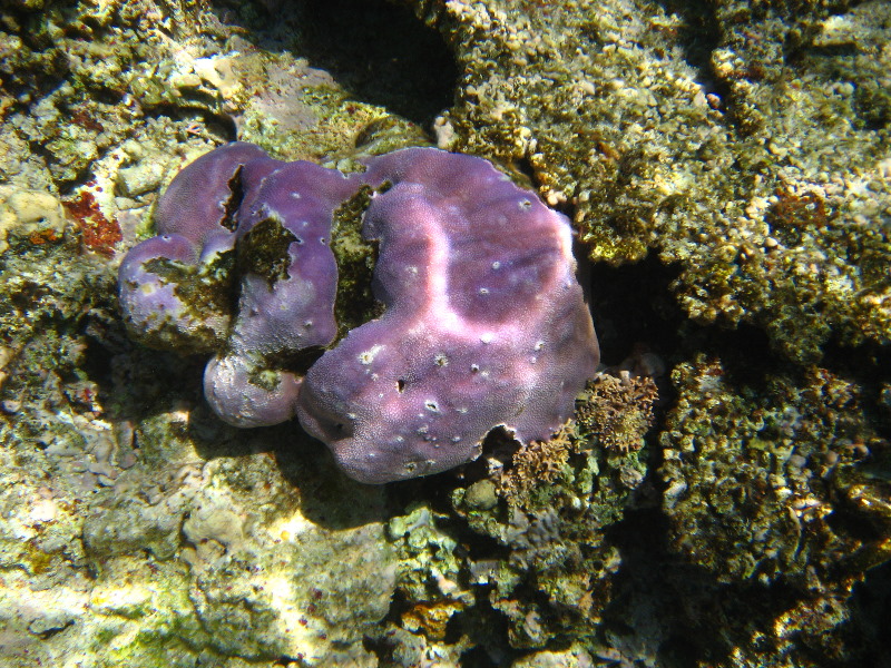 Fiji-Snorkeling-Underwater-Pictures-Amunuca-Resort-064