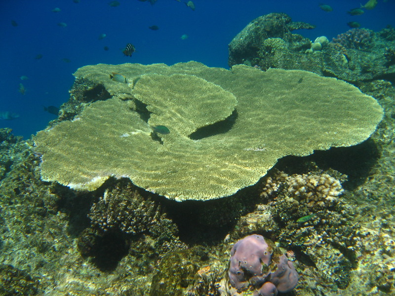 Fiji-Snorkeling-Underwater-Pictures-Amunuca-Resort-066