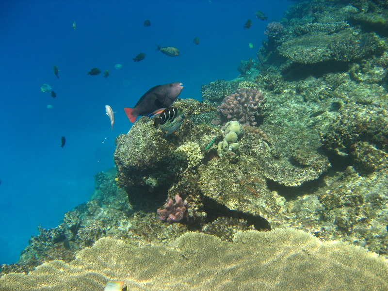 Fiji-Snorkeling-Underwater-Pictures-Amunuca-Resort-067
