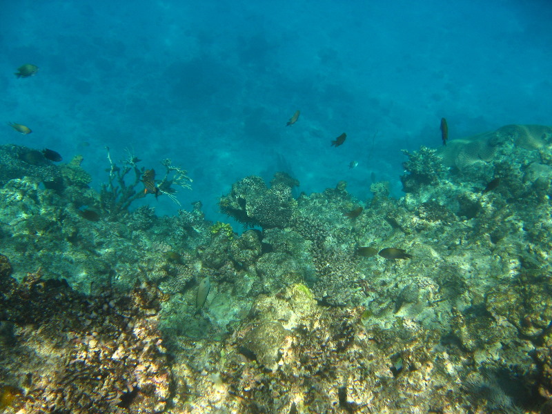 Fiji-Snorkeling-Underwater-Pictures-Amunuca-Resort-068