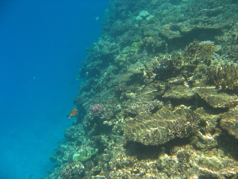 Fiji-Snorkeling-Underwater-Pictures-Amunuca-Resort-069