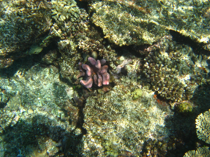 Fiji-Snorkeling-Underwater-Pictures-Amunuca-Resort-070