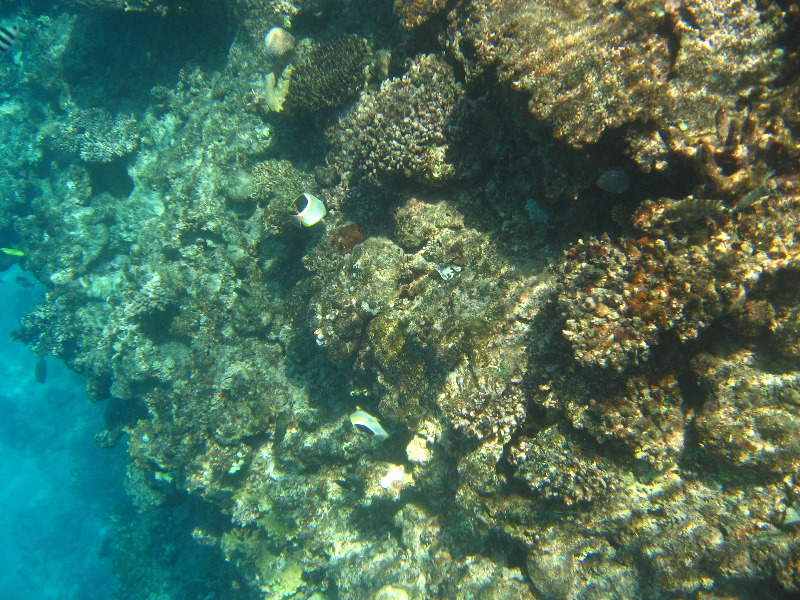 Fiji-Snorkeling-Underwater-Pictures-Amunuca-Resort-071