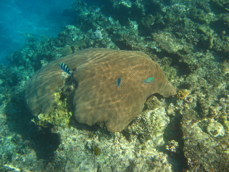 Fiji-Snorkeling-Underwater-Pictures-Amunuca-Resort-072