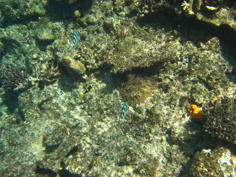 Fiji-Snorkeling-Underwater-Pictures-Amunuca-Resort-073