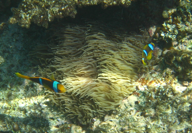 Fiji-Snorkeling-Underwater-Pictures-Amunuca-Resort-074