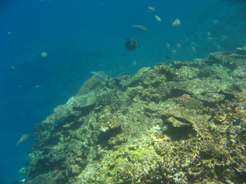 Fiji-Snorkeling-Underwater-Pictures-Amunuca-Resort-075