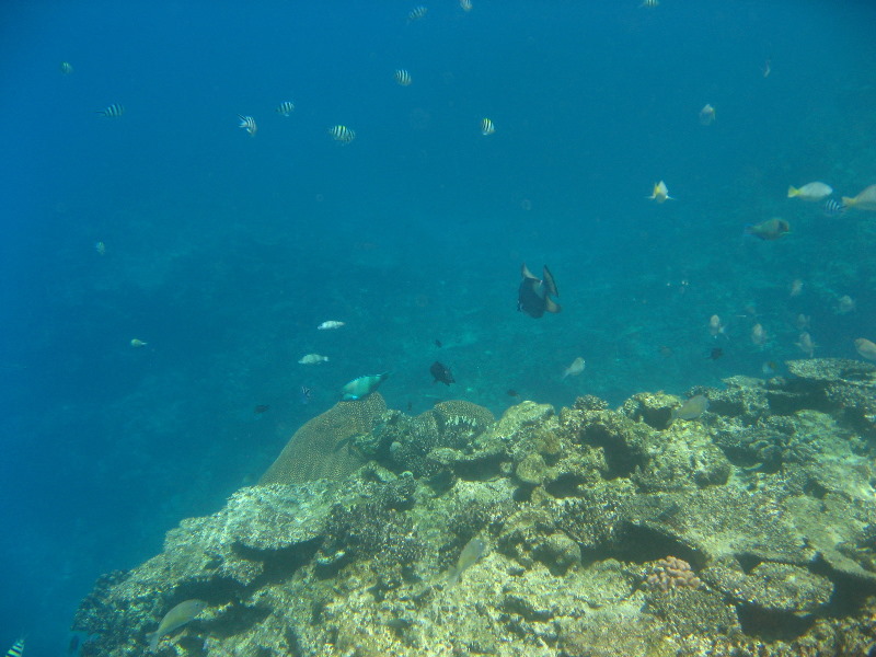 Fiji-Snorkeling-Underwater-Pictures-Amunuca-Resort-076