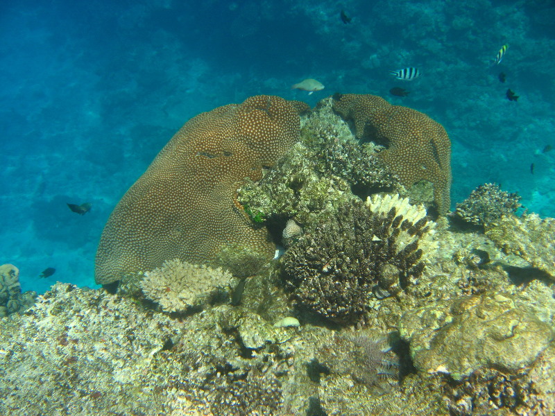 Fiji-Snorkeling-Underwater-Pictures-Amunuca-Resort-078