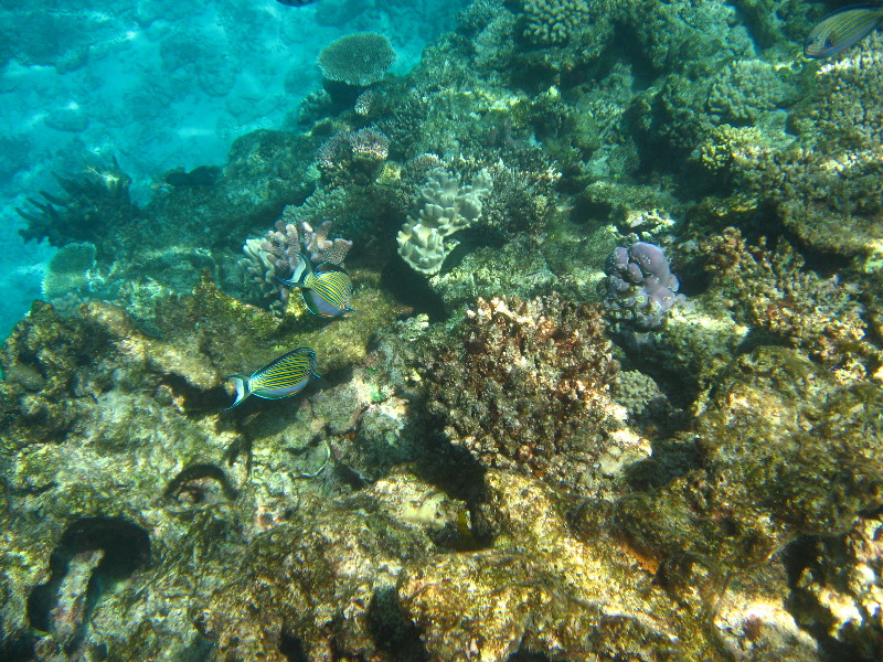 Fiji-Snorkeling-Underwater-Pictures-Amunuca-Resort-081