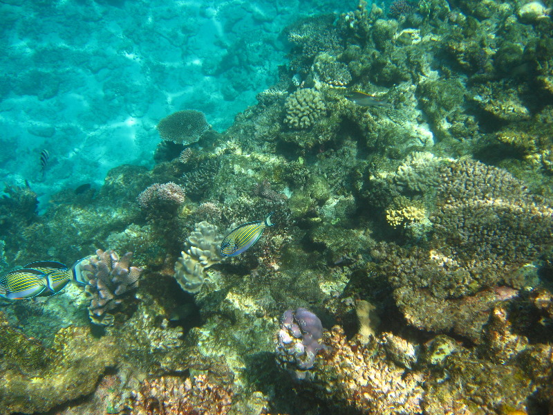 Fiji-Snorkeling-Underwater-Pictures-Amunuca-Resort-082
