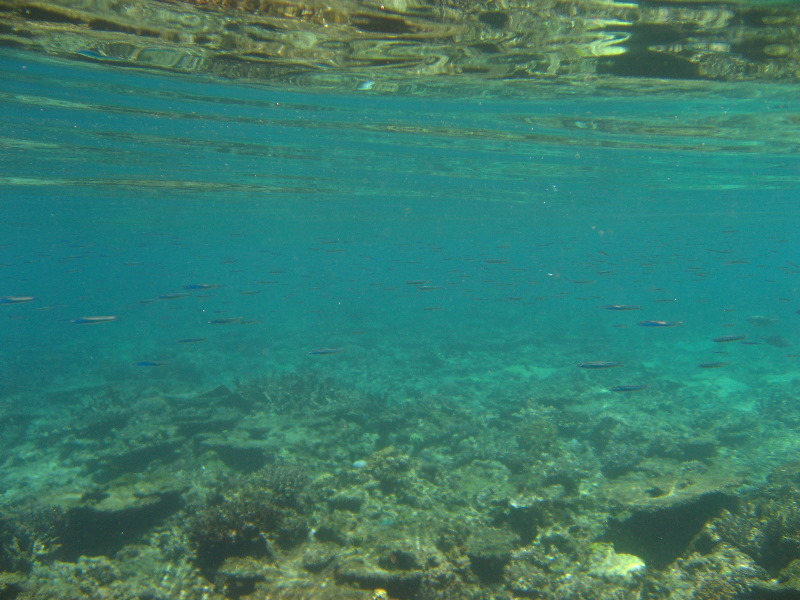 Fiji-Snorkeling-Underwater-Pictures-Amunuca-Resort-084