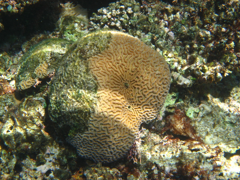 Fiji-Snorkeling-Underwater-Pictures-Amunuca-Resort-085