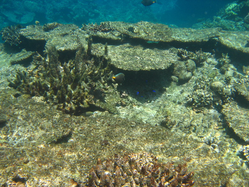 Fiji-Snorkeling-Underwater-Pictures-Amunuca-Resort-087