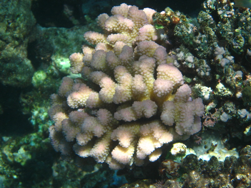 Fiji-Snorkeling-Underwater-Pictures-Amunuca-Resort-089