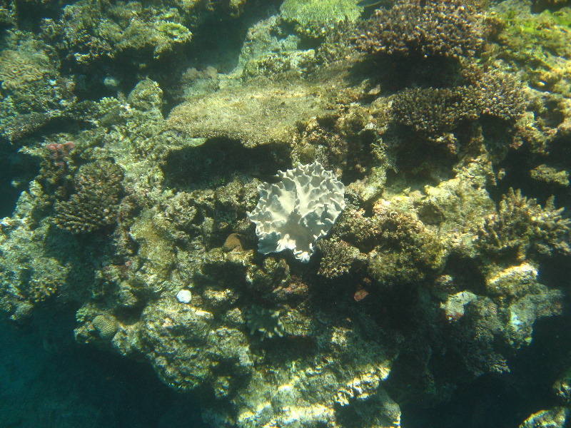 Fiji-Snorkeling-Underwater-Pictures-Amunuca-Resort-090