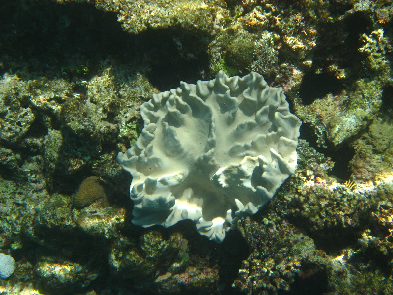 Fiji-Snorkeling-Underwater-Pictures-Amunuca-Resort-091