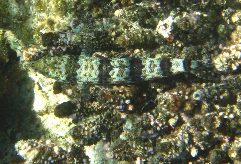 Fiji-Snorkeling-Underwater-Pictures-Amunuca-Resort-093