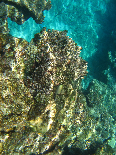 Fiji-Snorkeling-Underwater-Pictures-Amunuca-Resort-094