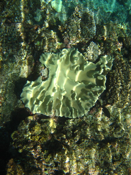 Fiji-Snorkeling-Underwater-Pictures-Amunuca-Resort-095