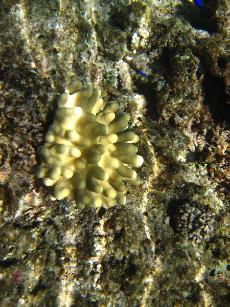 Fiji-Snorkeling-Underwater-Pictures-Amunuca-Resort-096