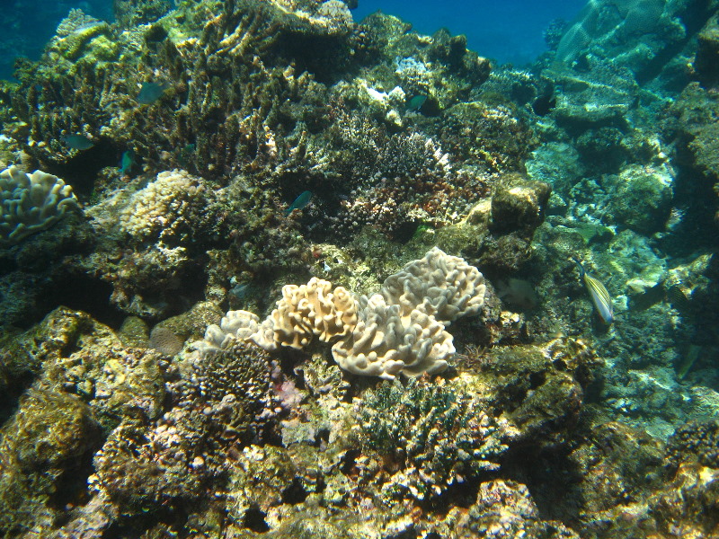 Fiji-Snorkeling-Underwater-Pictures-Amunuca-Resort-098