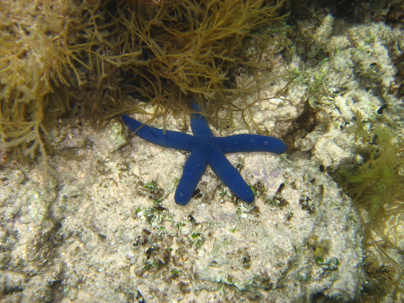 Fiji-Snorkeling-Underwater-Pictures-Amunuca-Resort-106