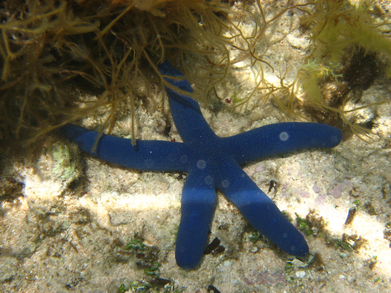Fiji-Snorkeling-Underwater-Pictures-Amunuca-Resort-107