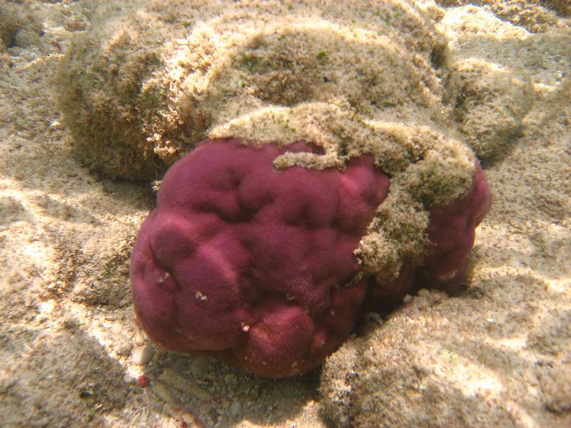 Fiji-Snorkeling-Underwater-Pictures-Amunuca-Resort-108