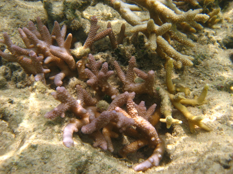 Fiji-Snorkeling-Underwater-Pictures-Amunuca-Resort-109