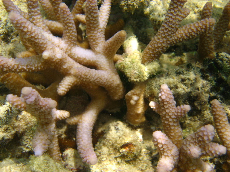 Fiji-Snorkeling-Underwater-Pictures-Amunuca-Resort-110