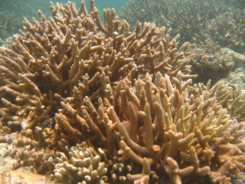 Fiji-Snorkeling-Underwater-Pictures-Amunuca-Resort-111