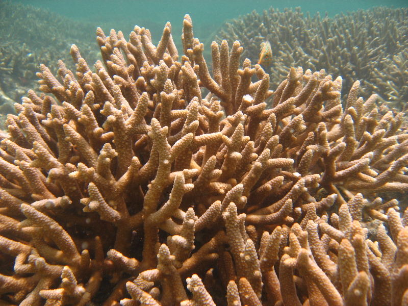 Fiji-Snorkeling-Underwater-Pictures-Amunuca-Resort-112