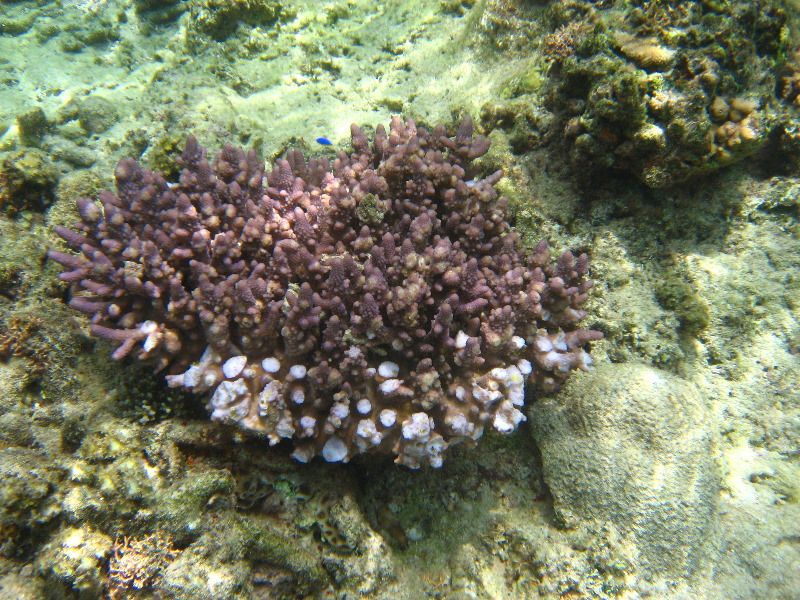 Fiji-Snorkeling-Underwater-Pictures-Amunuca-Resort-118