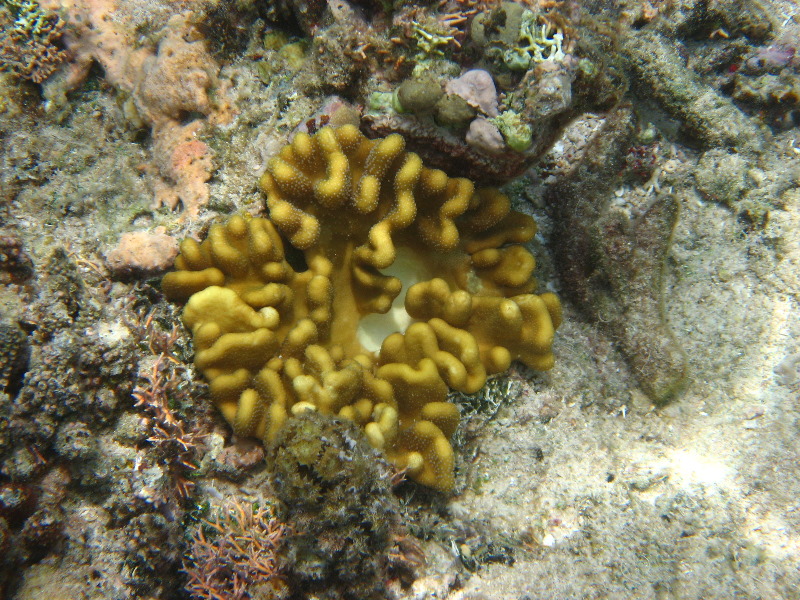 Fiji-Snorkeling-Underwater-Pictures-Amunuca-Resort-119