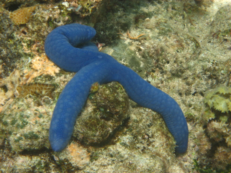 Fiji-Snorkeling-Underwater-Pictures-Amunuca-Resort-120