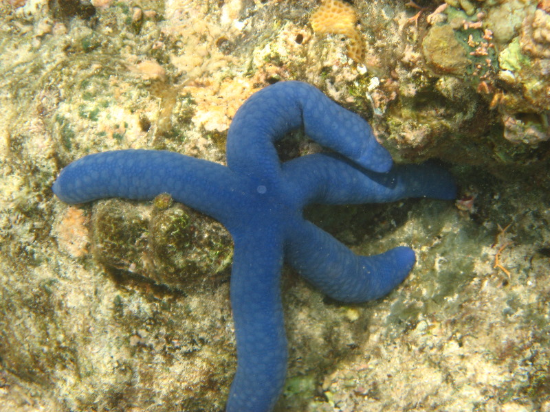 Fiji-Snorkeling-Underwater-Pictures-Amunuca-Resort-121