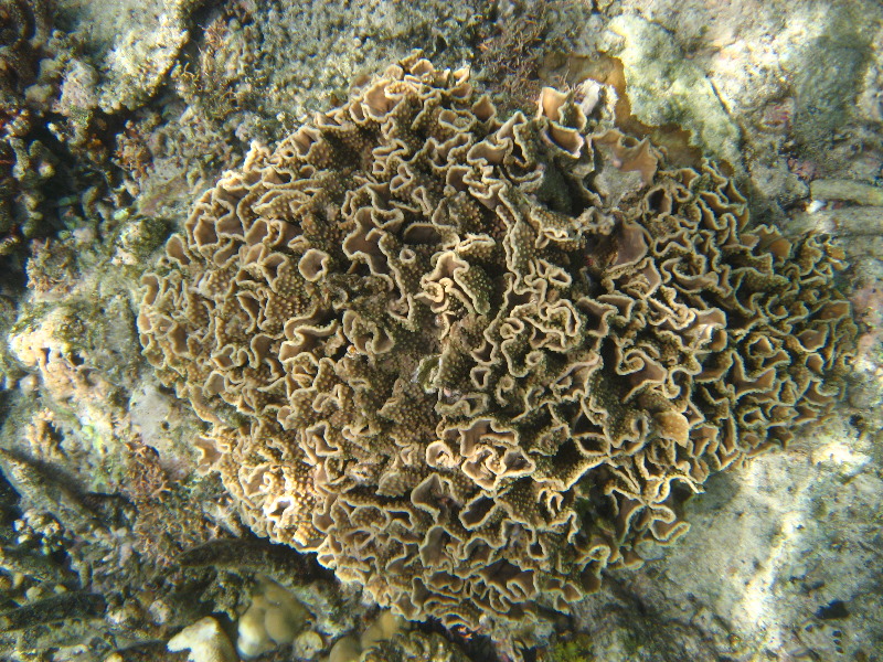 Fiji-Snorkeling-Underwater-Pictures-Amunuca-Resort-122