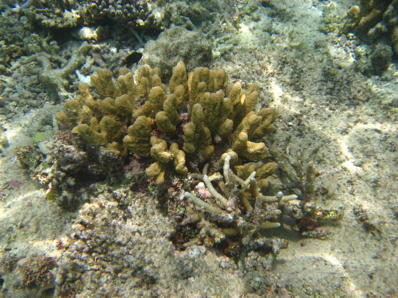 Fiji-Snorkeling-Underwater-Pictures-Amunuca-Resort-123