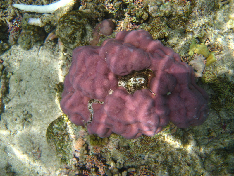 Fiji-Snorkeling-Underwater-Pictures-Amunuca-Resort-127