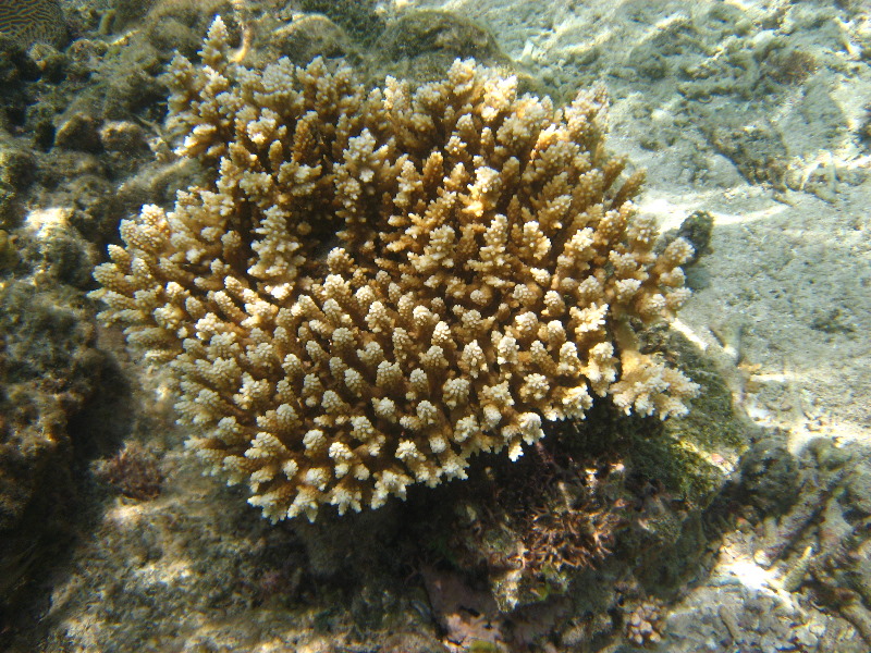 Fiji-Snorkeling-Underwater-Pictures-Amunuca-Resort-128