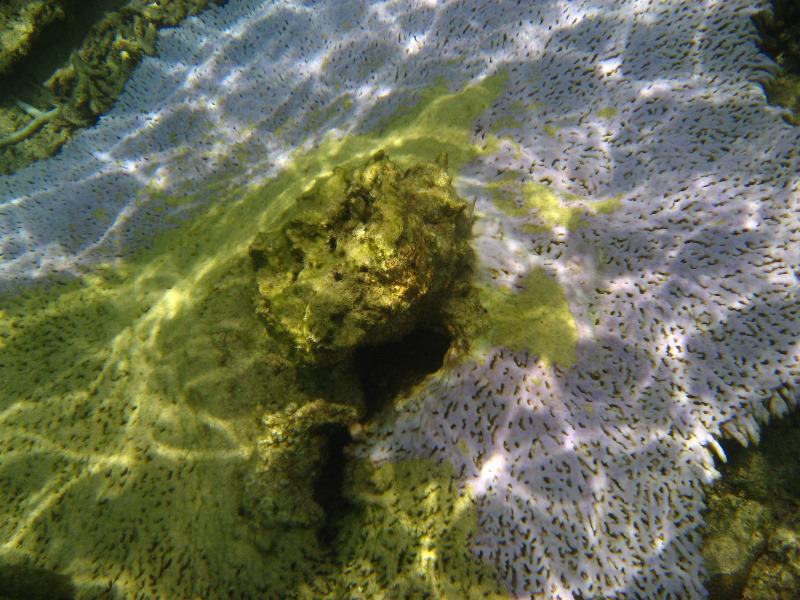 Fiji-Snorkeling-Underwater-Pictures-Amunuca-Resort-129