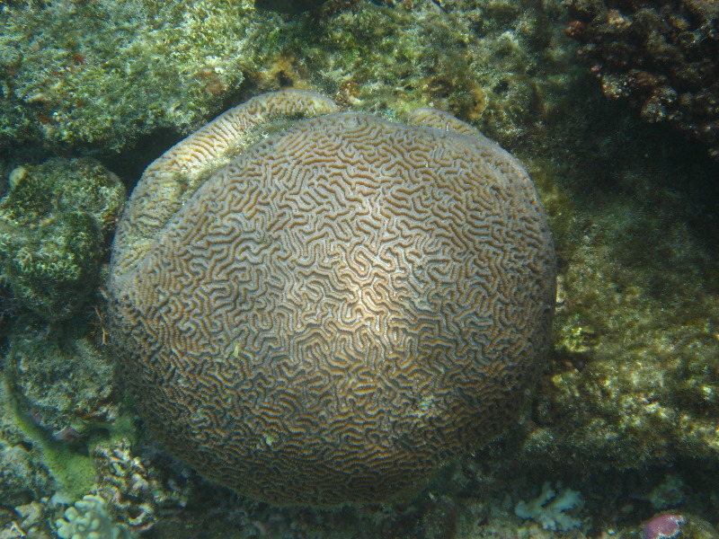 Fiji-Snorkeling-Underwater-Pictures-Amunuca-Resort-133